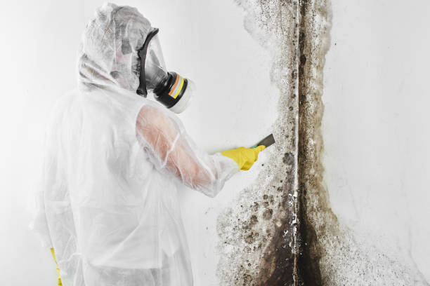 Best Localized Mold Remediation (e.g., coastal areas, humid climates) in Genoa City, WI