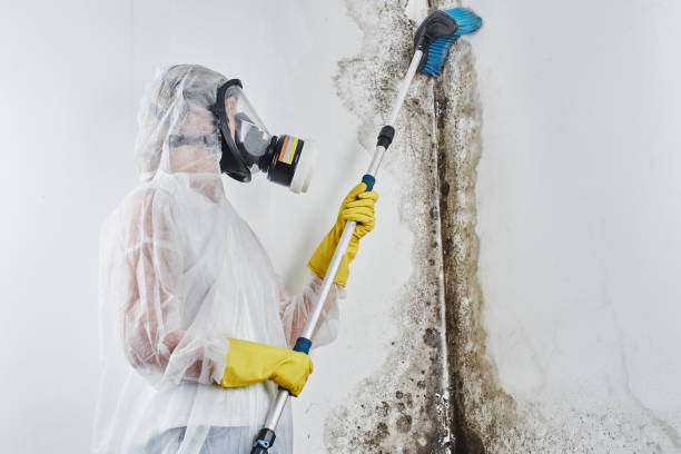 Best Health and Safety Mold Remediation in Genoa City, WI
