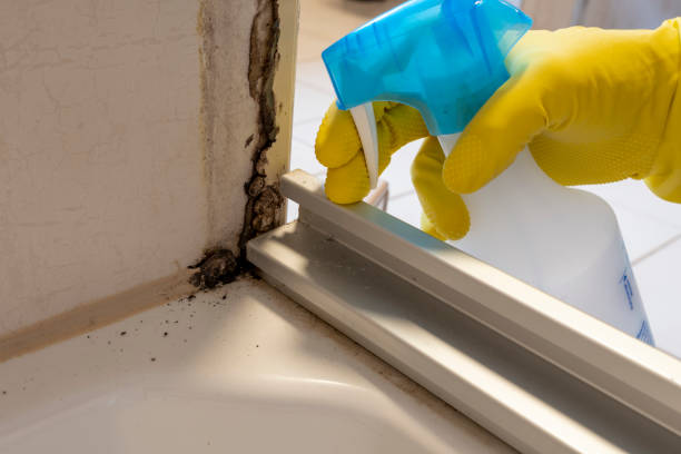 Best Emergency Mold Remediation in Genoa City, WI
