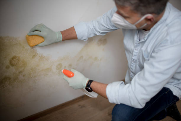 Best Bathroom Mold Remediation in Genoa City, WI