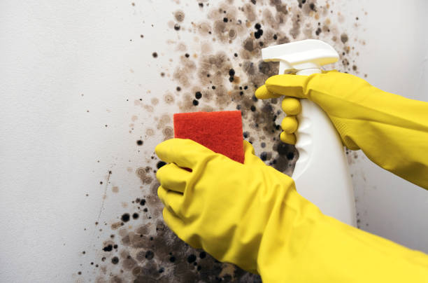 Genoa City, WI Mold Remediation Company
