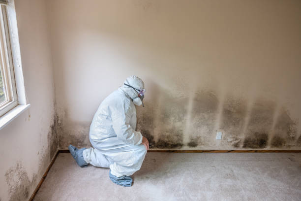 Best Commercial Mold Remediation in Genoa City, WI