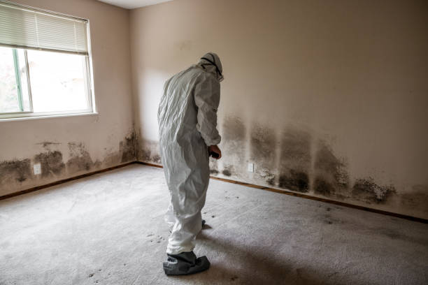 Best Residential Mold Remediation in Genoa City, WI