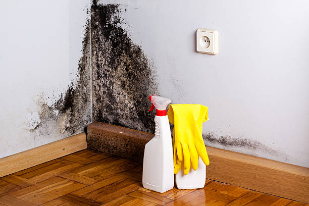 Best Basement Mold Remediation in Genoa City, WI